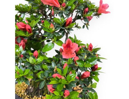 Bonsai van Azalea van 37 cm | Rechthoekig blauw pot