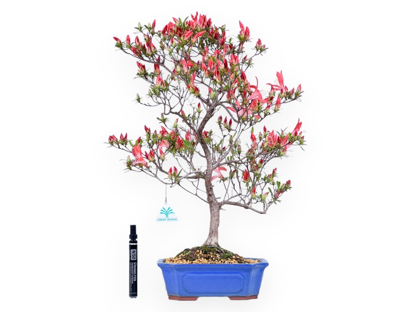 Bonsai von Azalee von 54 cm | Rechteckig blau Topf