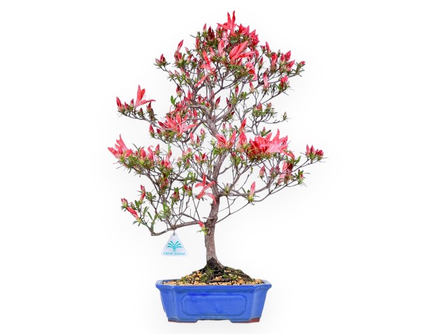 Bonsaï de Azalea de 54 cm | Pot rectangulaire bleu