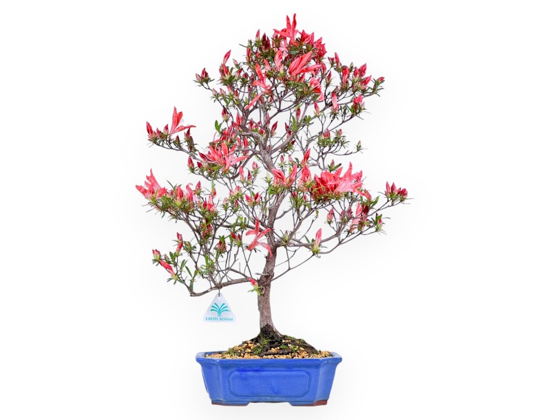 Azalea bonsai 54 cm | Rechthoekig blauw pot