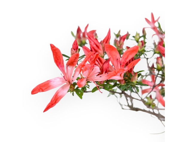 Bonsaï de Azalea de 54 cm | Pot rectangulaire bleu 2