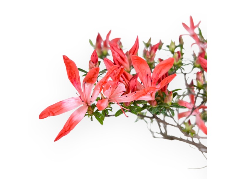 Azalea bonsai 54 cm | Rechthoekig blauw pot
