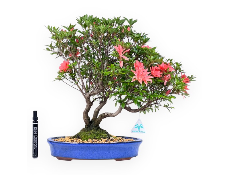 Bonsai van Azalea van 41 cm | Ovaal blauw pot
