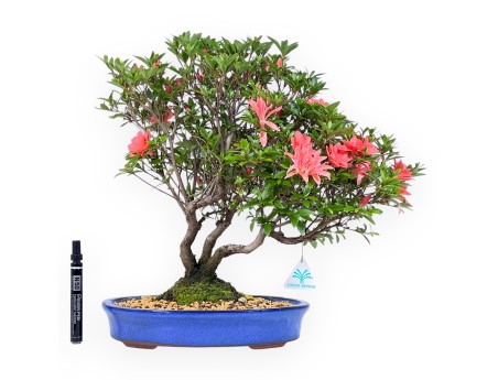 Bonsai van Azalea van 41 cm | Ovaal blauw pot