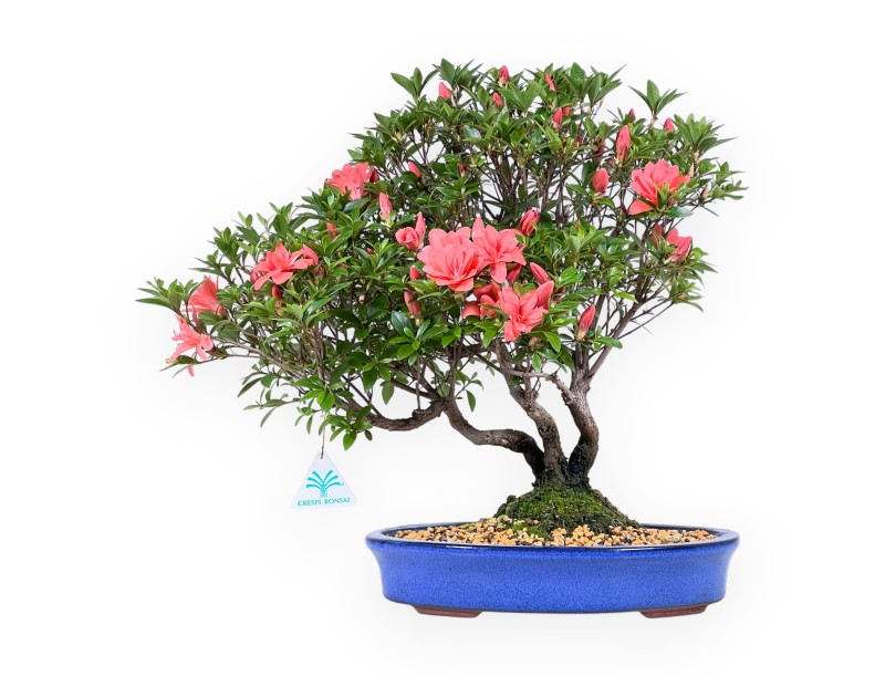 Bonsai van Azalea van 41 cm | Ovaal blauw pot