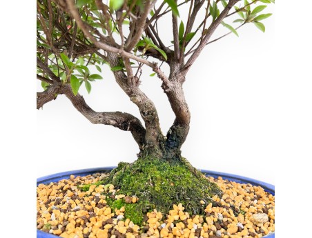 Bonsai van Azalea van 41 cm | Ovaal blauw pot