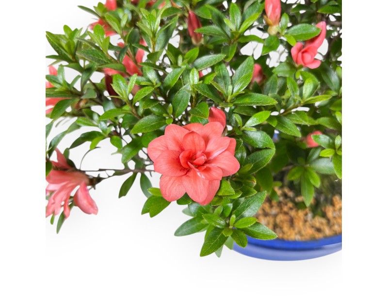 Bonsai von Azalee von 41 cm | Oval blau Topf