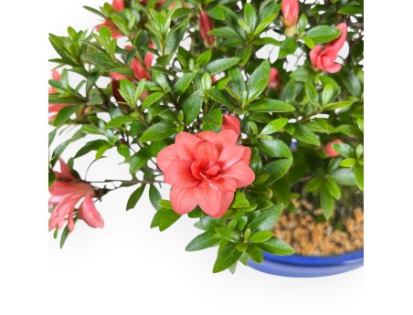 Bonsai van Azalea van 41 cm | Ovaal blauw pot