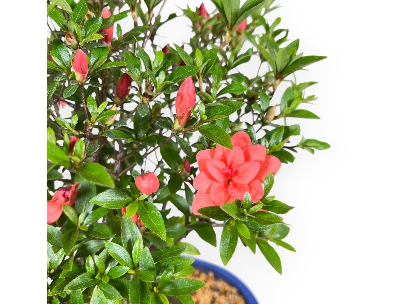 Bonsai von Azalee von 41 cm | Oval blau Topf