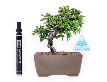 Bonsai van Cotoneaster 18 cm| Rechthoekige ongeglazuurde pot