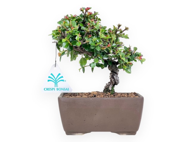 Bonsai van Cotoneaster 18 cm| Rechthoekige ongeglazuurde pot