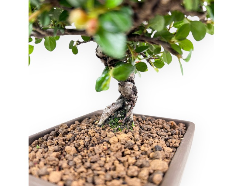 Bonsai van Cotoneaster 18 cm| Rechthoekige ongeglazuurde pot