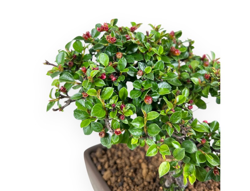 Bonsai van Cotoneaster 18 cm| Rechthoekige ongeglazuurde pot