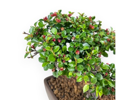 Bonsai van Cotoneaster 18 cm| Rechthoekige ongeglazuurde pot