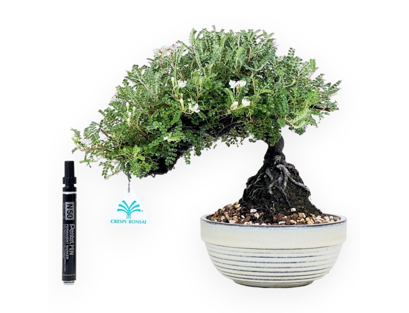 28 cm Osteomeles bonsai | Geglazuurd steengoed ronde pot