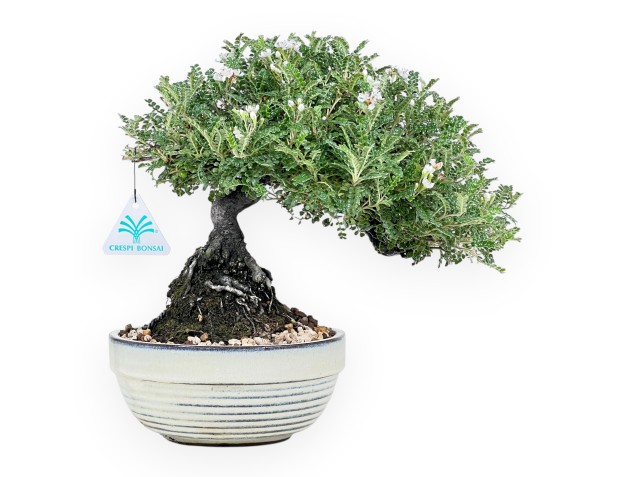 28 cm Osteomeles bonsai | Geglazuurd steengoed ronde pot