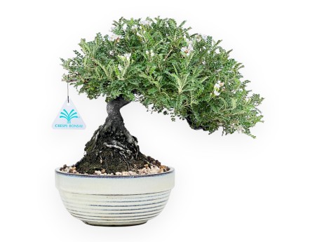 28 cm Osteomeles bonsai | Geglazuurd steengoed ronde pot