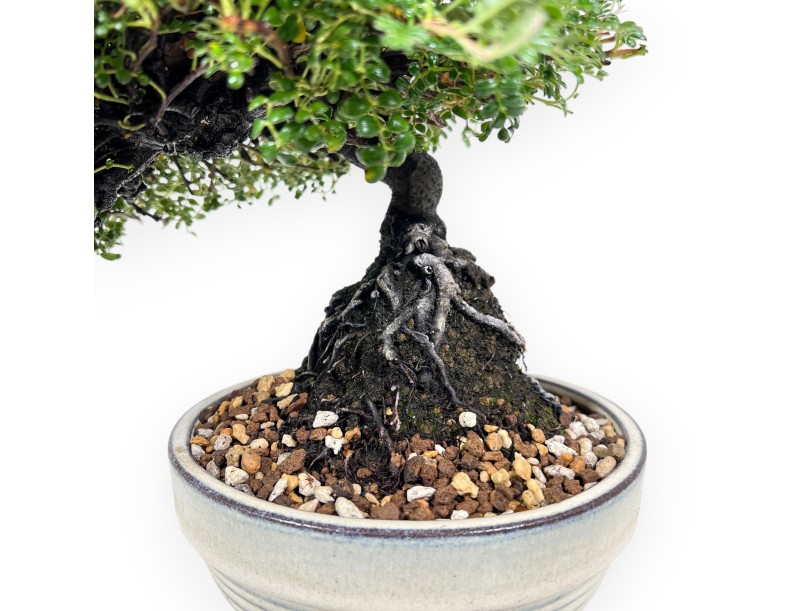 28 cm Osteomeles bonsai | Geglazuurd steengoed ronde pot