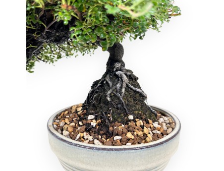 28 cm Osteomeles bonsai | Geglazuurd steengoed ronde pot