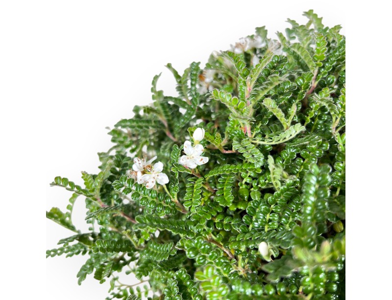 28 cm Osteomeles bonsai | Geglazuurd steengoed ronde pot