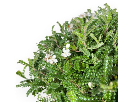 28 cm Osteomeles bonsai | Geglazuurd steengoed ronde pot