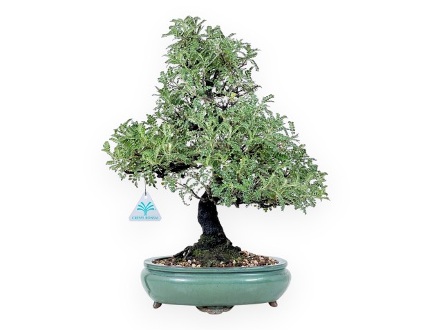 Osteomeles bonsai 41 cm | ovale aardewerk pot