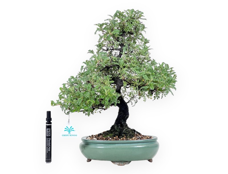 Osteomeles bonsai 41 cm | ovale aardewerk pot