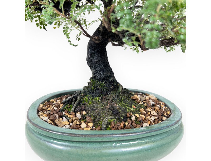Osteomeles bonsai 41 cm | ovale aardewerk pot