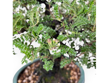 Osteomeles bonsai 41 cm | ovale aardewerk pot