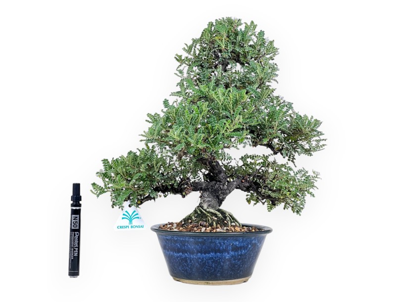 39 cm Osteomeles bonsai | Geglazuurd steengoed ronde pot
