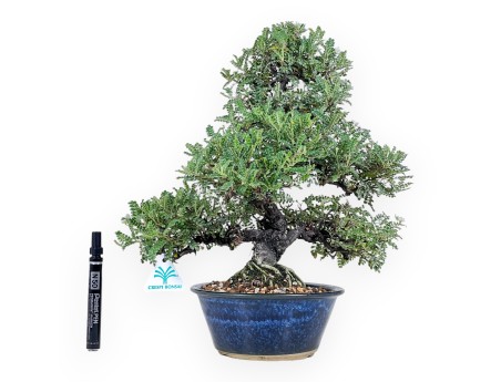 39 cm Osteomeles bonsai | Geglazuurd steengoed ronde pot