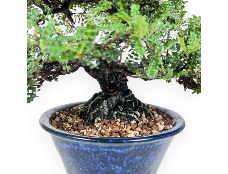 39 cm Osteomeles bonsai | Geglazuurd steengoed ronde pot