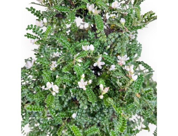 39 cm Osteomeles bonsai | Geglazuurd steengoed ronde pot 2