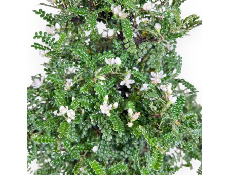 39 cm Osteomeles bonsai | Geglazuurd steengoed ronde pot
