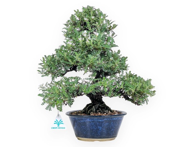 39 cm Osteomeles bonsai | Geglazuurd steengoed ronde pot
