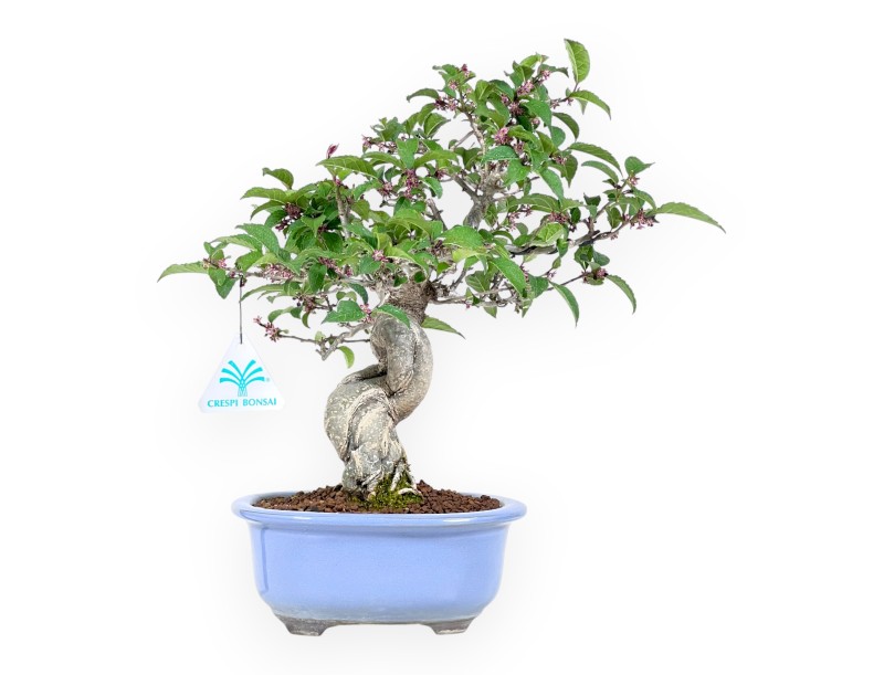 Ilex bonsai 31 cm | Lichtblauwe ovale geëmailleerde pot
