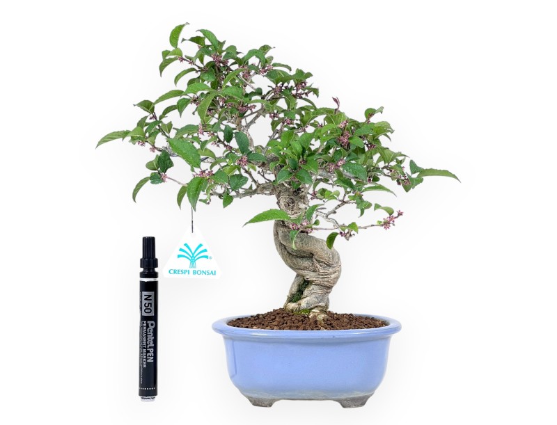 Ilex bonsai 31 cm | Lichtblauwe ovale geëmailleerde pot