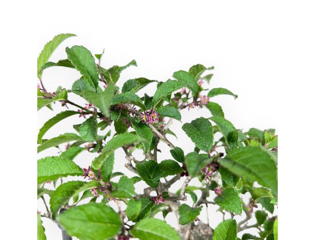 Bonsai di Ilex da 31 cm | Vaso ovale smalatato azzurro 2
