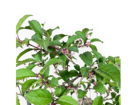 Ilex bonsai 31 cm | Pot ovale émaillé bleu clair