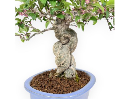 Bonsai di Ilex da 31 cm | Vaso ovale smalatato azzurro