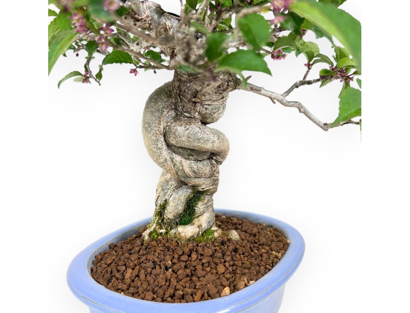 Ilex bonsai 31 cm | Pot ovale émaillé bleu clair