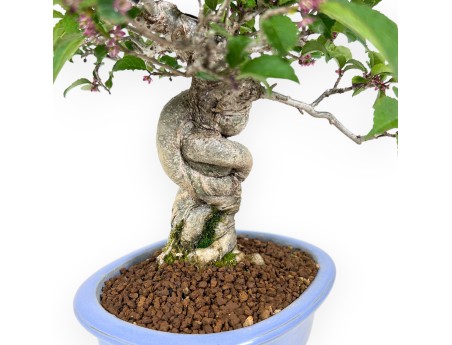 Ilex bonsai 31 cm | Maceta esmaltada ovalada azul claro