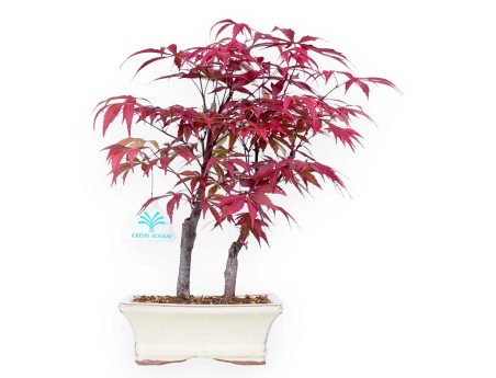 Bonsaï érable 33 cm | Pot rectangulaire crème