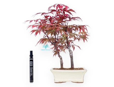 Esdoorn bonsai 33 cm | Creme rechthoekige pot