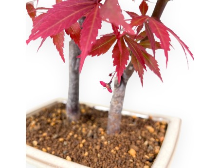 Ahorn Bonsai 33 cm | Creme rechteckigen Topf