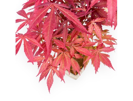 Ahorn Bonsai 33 cm | Creme rechteckigen Topf
