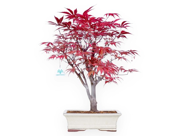 Bonsaï érable 53 cm | Pot rectangulaire crème