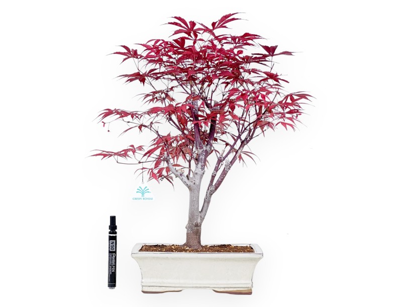 Bonsaï érable 53 cm | Pot rectangulaire crème