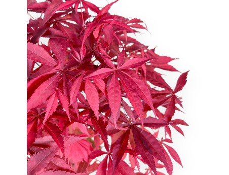 Maple bonsai 53 cm | Cream rectangular pot