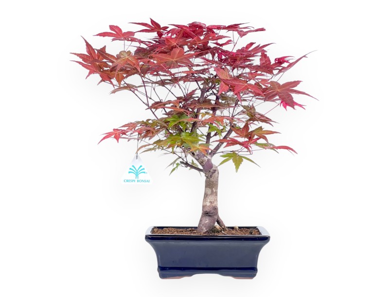 38 cm esdoorn bonsaiboom | Blauw geëmailleerde rechthoekige pot